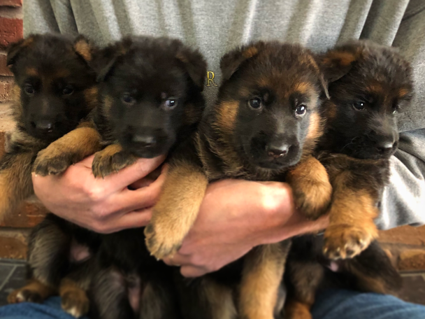 Red german shepherd 2024 puppies for sale